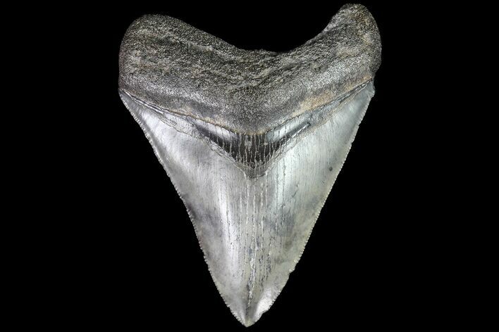 Serrated, Fossil Megalodon Tooth - Georgia #83938